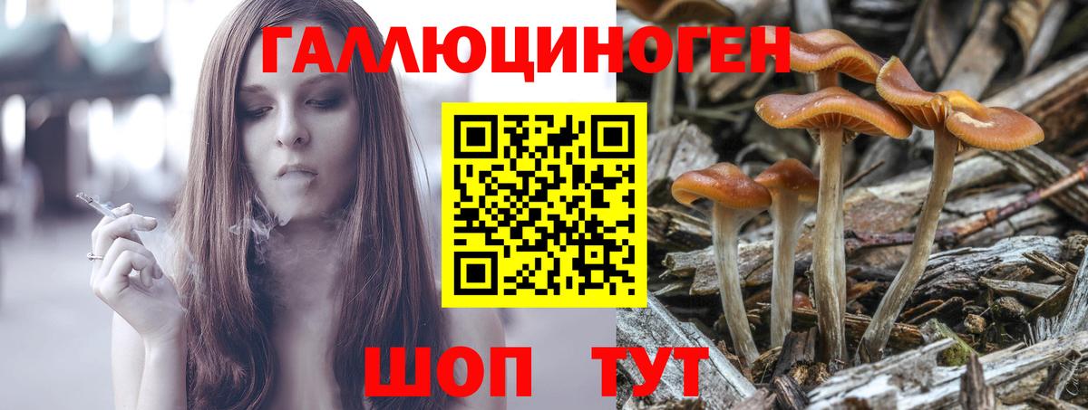 Псилоцибиновые грибы Psilocybe Рубцовск